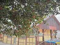 고창 선운사 동백..