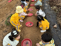 “고구마 캐기” ..