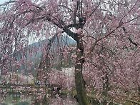 연지못,만년교의 수양벚꽃