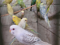 펠로우(fallow)..