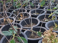 라임라이트 7치화분묘 판매..