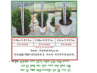 테디묘목