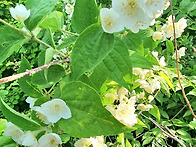 고광나무 녹지삽목하기!