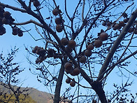 고욤나무씨앗판매합니다~