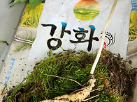멋진산삼
