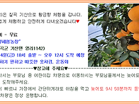 2025년 11월 14일(금) 황금향체험 안내문 ..