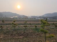 2026년 4월3일 황금소나무..