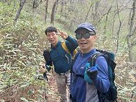 올 봄 마지막 상황버섯 산..