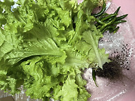 &#129388;토당 텃밭에..