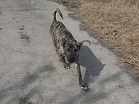 majo