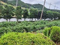 '25년 긴 연휴 추석날들의..