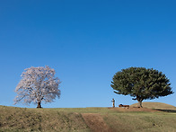 말리산 고분군 벚나무