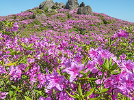 초암산 철쭉
