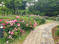 한밭수목원 장미