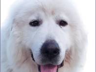 죠이의 여권사진