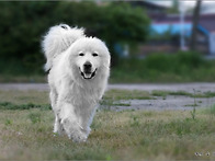 죠이가 곁을 떠났습니다.