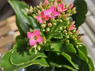 핑크핑크한 예쁜꽃이 피었..