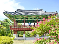 배롱나무