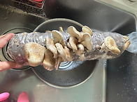 산들반 이지수 버섯키우기