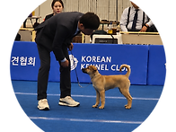2026.10.25한국애견협회도..