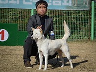 2024.11.23한국진돗개중앙..