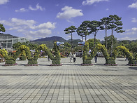 거창 창포원 국화축제