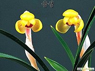 금성
