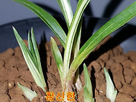 단엽 중투호
