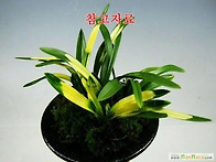 운무령
