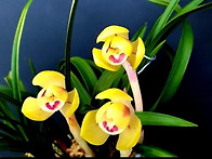 황두화(무명)