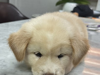 빛나