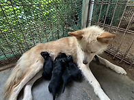 초선이 출산