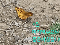아듀5월마지막수요일