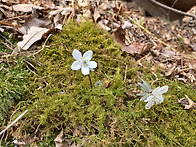 변산 바람꽃