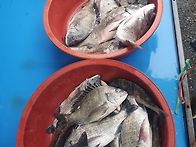 (판매종료) 횟감활감성돔,..