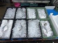 (판매종료) 횟감민어,횟감..