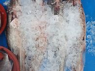 (판매종료) 횟감민어,횟감..