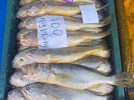 (판매종료) 횟감활감성돔,..