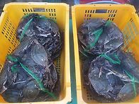 (판매종료) 횟감숫치민어,..