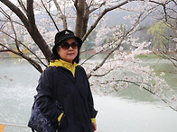 청평 내수면연구소 벚꽃(..