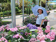 용인자작나무숲(6.21)