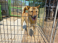 종견 및 종빈견 분양