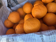 제주 맛좋은 노지한라봉