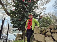 *대자동~일요(헐~팔♡청도..