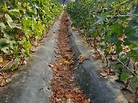샤인머스켓 묘목
