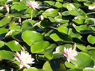 수련