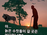 늙은 수컷들이 갈 곳은 어..