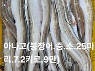 갑오징어