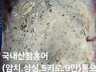 싱싱한 갑오징어 .횟감 ...