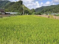 알찬미쌀